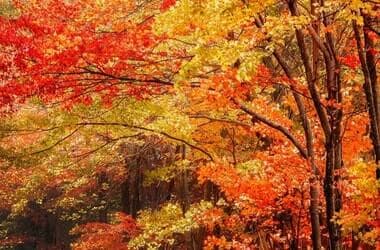 5 Best MI Road Trips To See Fall Colors
